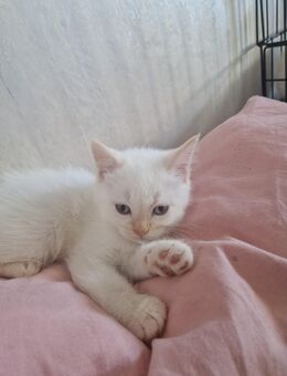 Katzenbabys zu verkaufen - Memmingen