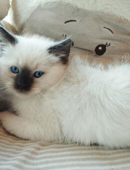 Wunderschöne birma Siam Mix Babys - Grefrath (Sport- und Freizeitgemeinde)