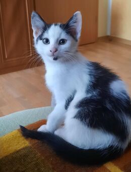 Kleines Katerchen - Freital