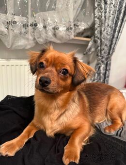 Liebevolle Hündin Lucy - Nürnberg