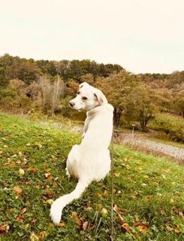Zuhause auf dem Land gesucht 🔥Dringend - Schmitten