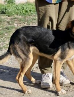 Violeta, freundlich, verträglich, offen - Westerholt