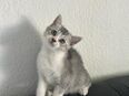 Liebevolles Bkh- Kitten in Silver Shaded abgabebereit in 03099
