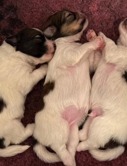 3 Sheltie-Mix Welpen suchen ein liebevolles Zuhause - Eydelstedt