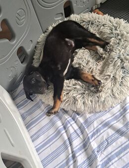 Border Collie mix welpen abgabebereit - Hausen (Rheinland-Pfalz)