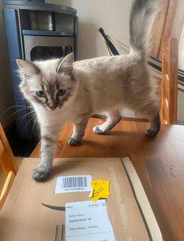 Babykatze zu verkaufen - Balingen