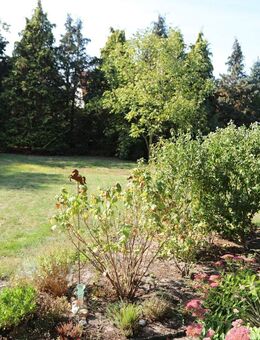 2 Zi.-Erdgeschosswohnung mit Westterrasse und kleiner Gartenfläche in Gifhorn - Musikerviertel - Gifhorn