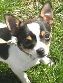 Süße Chihuahua Hündin in liebevolle Hände abzugeben in 24647