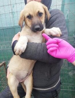 Abby, Welpenmädchen sucht ein Körbchen - Bonndorf (Schwarzwald)