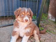 Australian Shepherd Welpen - Kremperheide