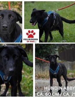 Abby Retriever Mischling Hündin - Margetshöchheim