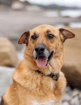 Tolle Gerda sucht liebevolles Zuhause - Duisburg