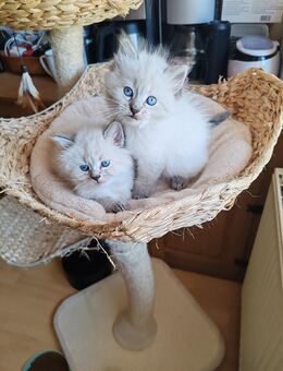 Süße Neva Kitten reinrassig - Rositz