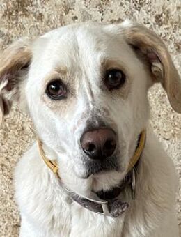 Nano, geb. ca. 12/2023, GRIECHENLAND - Euskirchen