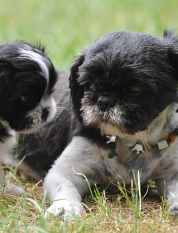 Malshipoo Welpen 8 Wochen Alt - Neustadt (Rübenberge)