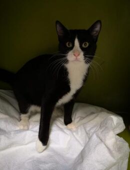 Kater Moon 4 - Bochum