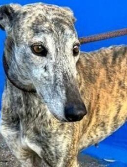 BONITO - ruhiger und treuer Begleiter! - Sulzbach-Laufen