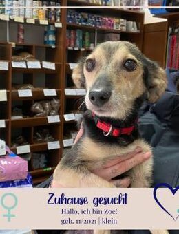 kleine Zoe, sucht ihr Foreverhome - Philippsburg