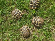 Griechische Landschildkröten Testudo hermanni boettgeri NZ 2024 - Pößneck