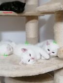 Reinrassige BKH Kitten in 91058