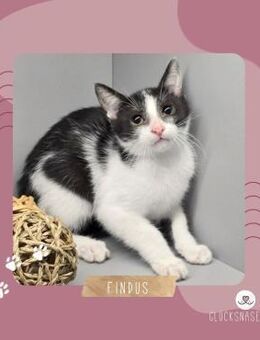 Kleiner Kater Findus sucht sein Körbchen - Lalendorf