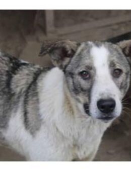 Rachel - Pflegestelle oder Zuhause gesuc - Oberwies