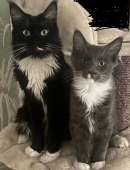 Main Coon Mutter mit Sohn - Elsteraue