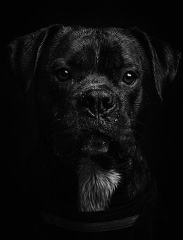 Liebevolles Zuhause sucht neuen treuen Begleiter 🐾 - Ammersbek