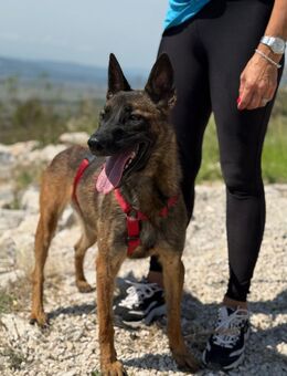 Schäferhund(mix) Freunde aufgepasst – hier kommt unsere Reika - München