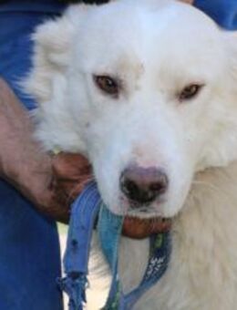 Elio - zutraulich, kinderlieb, verspielt - Lohra