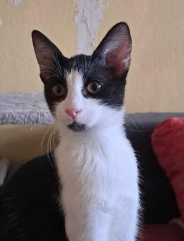 Katze STINA als Baby ausgesetzt - Augsburg