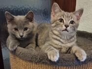 KITTEN 12 Wochen alt BKH - Dortmund Brücherhof