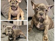 Französische Bulldogge Welpen / Bullys die können schon ausziehen - Neuenkirchen-Vörden