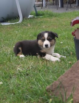 tricolour Bordercollie-Welpen abzugeben - Eichenzell
