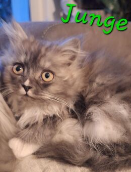 Wir 4 suchen ein liebevolles zu Hause - Zwickau