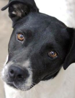 Napirai ist so menschenbezogen und lieb! - Karben