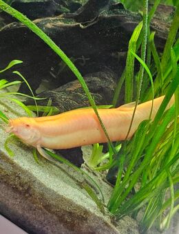 Verkaufe mein Aquarium - Mespelbrunn