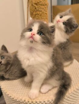 BKH Britisch Kurzhaar blue / Ragdoll Kitten - Büdesheim