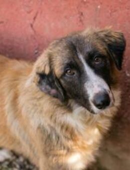 BALU - freundlich fröhlich mittendrin - Overath