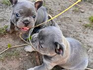 Premium Französische Bulldoggen Welpen *Blue* - Espelkamp