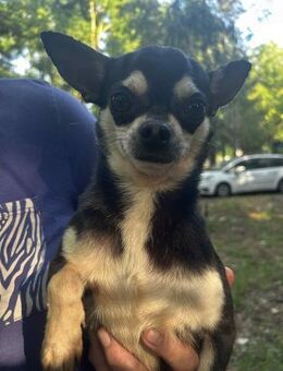 Simon 3-jähriger Chihuahua - Kassel