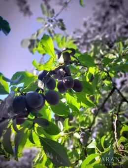 Freie, naturnahe Doppelhaushälfte mit viel (Ausbau-) Potential ! Streuobstwiese, eigener Bachlauf... - Schwabach