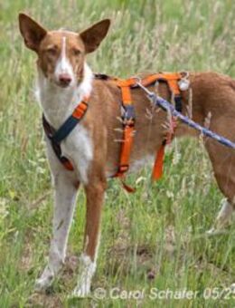 Sally ist ruhig und zurückhaltend - Egelsbach