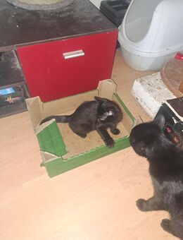 Katzenbaby sucht neuen Dosenöffner - Ingelheim (Rhein)