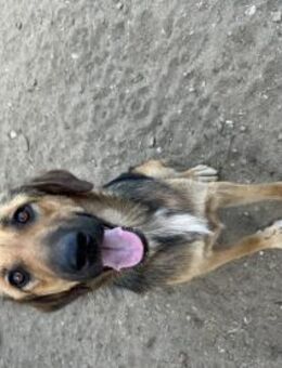 Zuhause/Pflegestelle gesucht für Neela - Miesbach