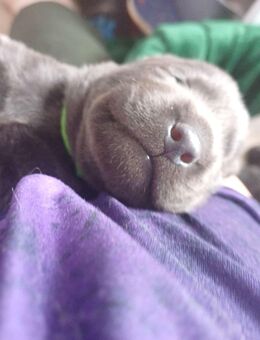 Labrador Welpen - Visselhövede