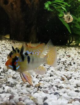 Schmetterlingsbuntbarsch "Ramirezi" Nachzucht #Fische#Barsche#Aquarium - Remda-Teichel
