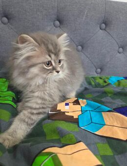 BLH Britisch Langhaar Kater - Worms