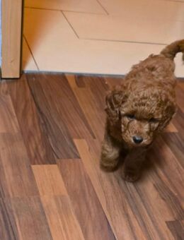 Kleinpudel, reinrassig, männlich, braun. - Dortmund