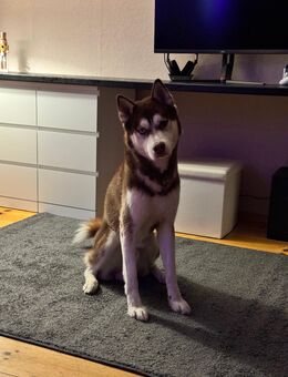 Sibirischer Husky (Rüde) - Stendal (Hansestadt)